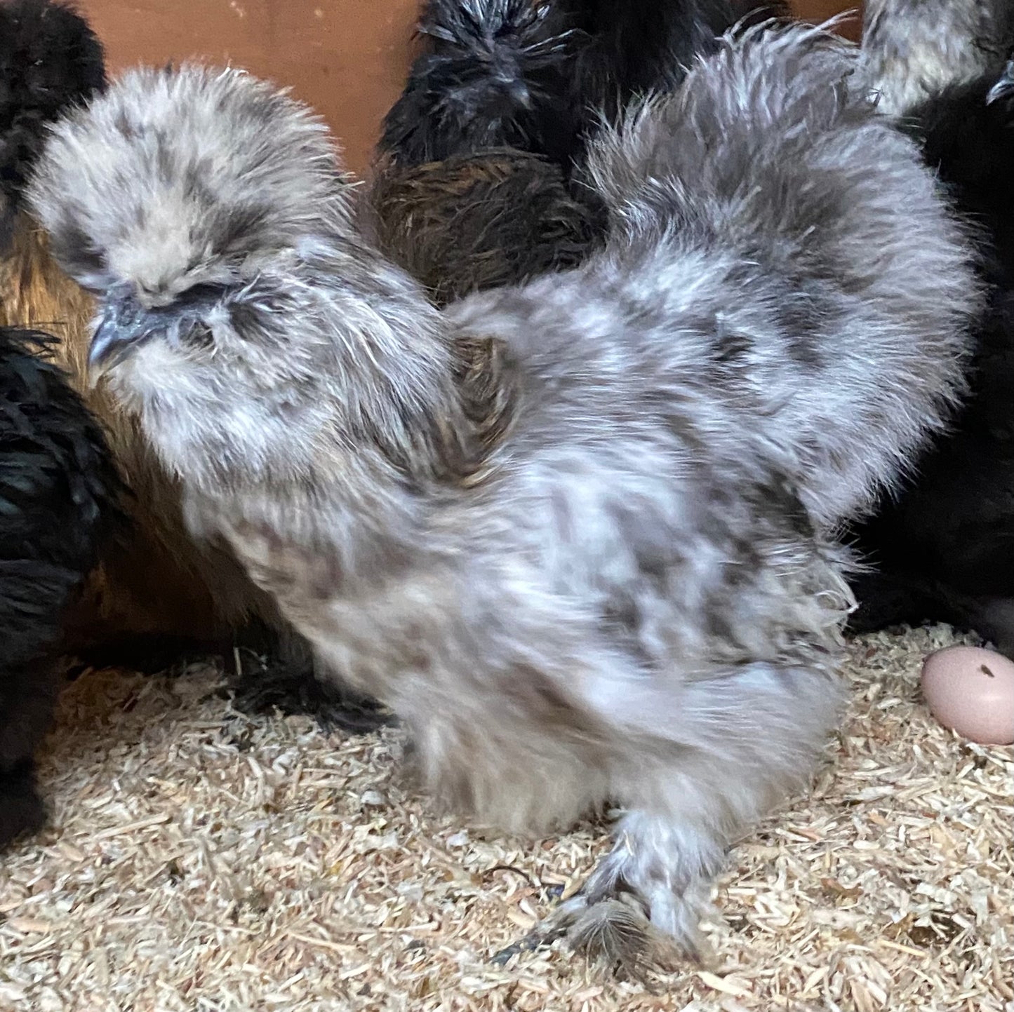 6 x USA silkie bantams hatching eggs