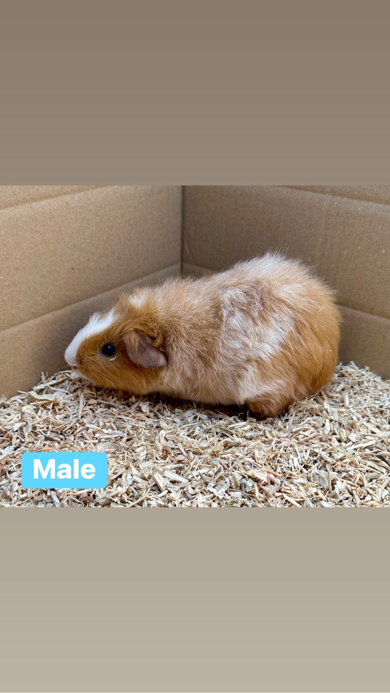 Male guinea pigs