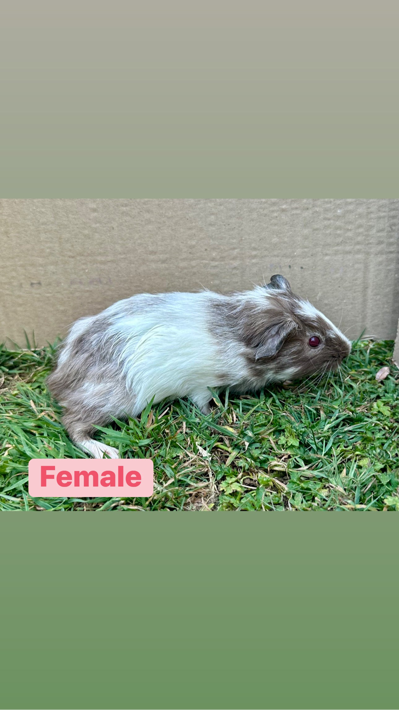 Female Guinea pigs