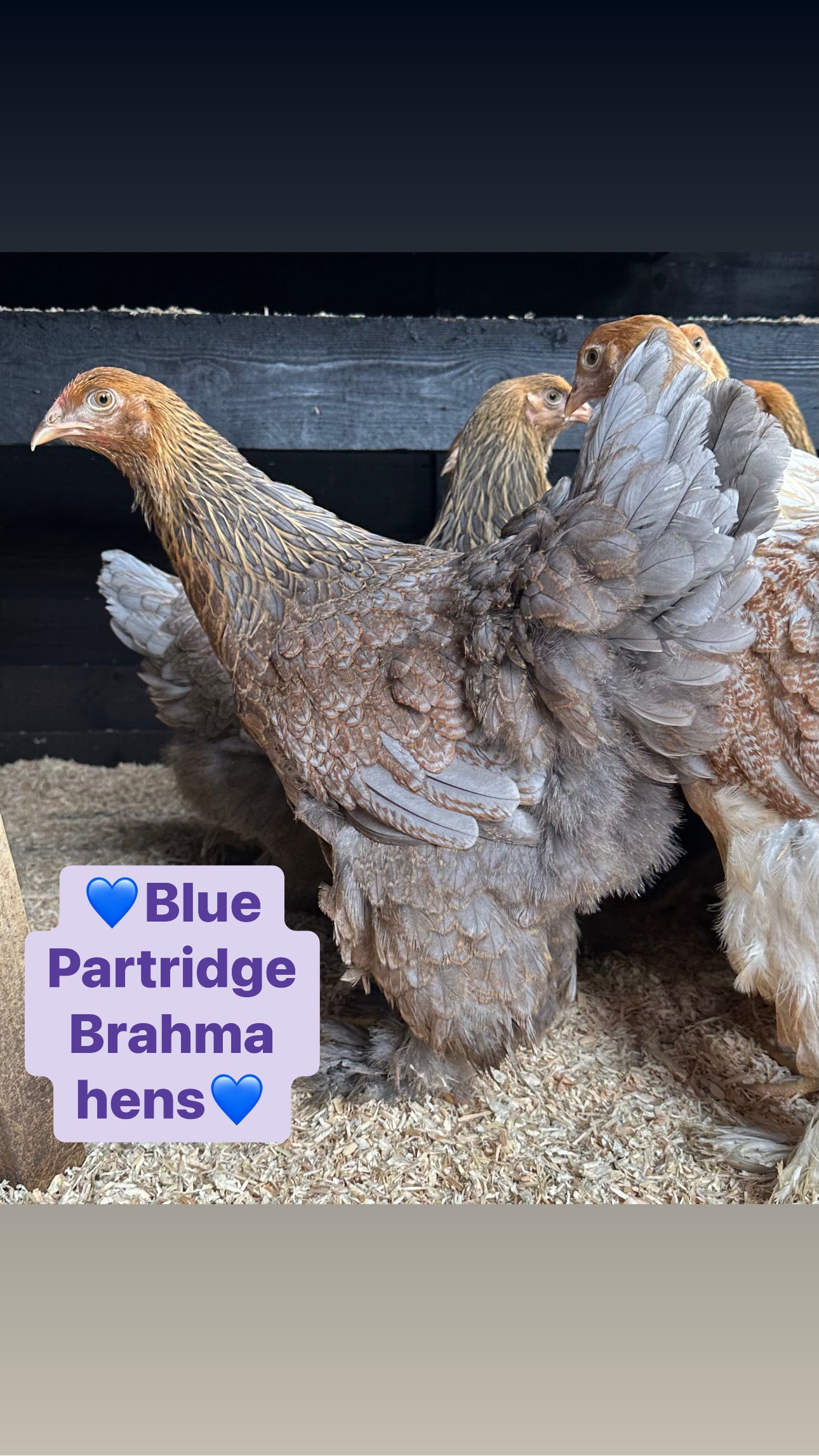 Blue Partridge Brahma hen