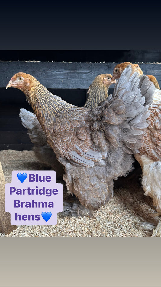 Blue Partridge Brahma hen