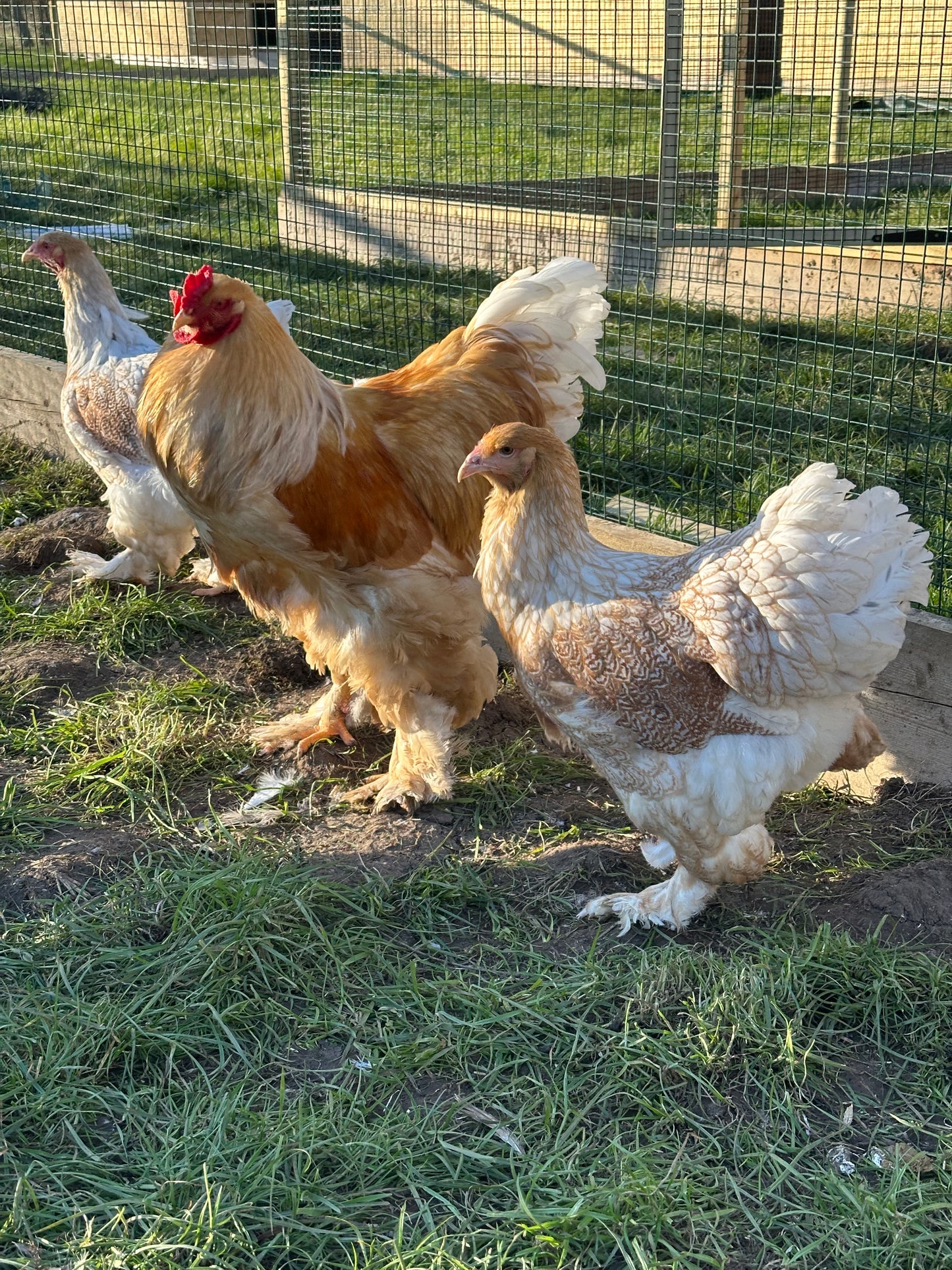 Red/Lemon Pyle Brahma hatching eggs