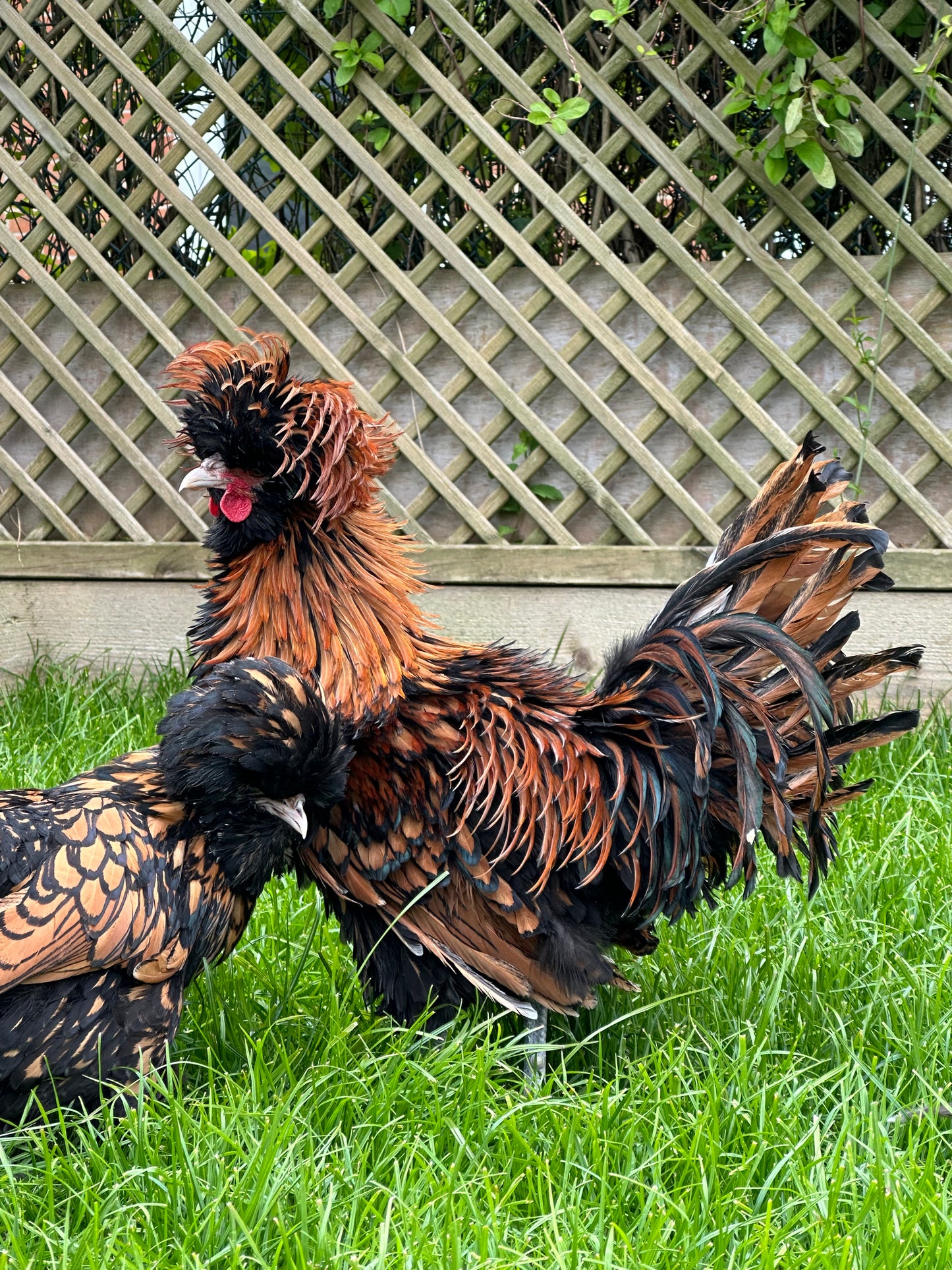 Gold laced polish frizzle bantam hatching eggs x 6