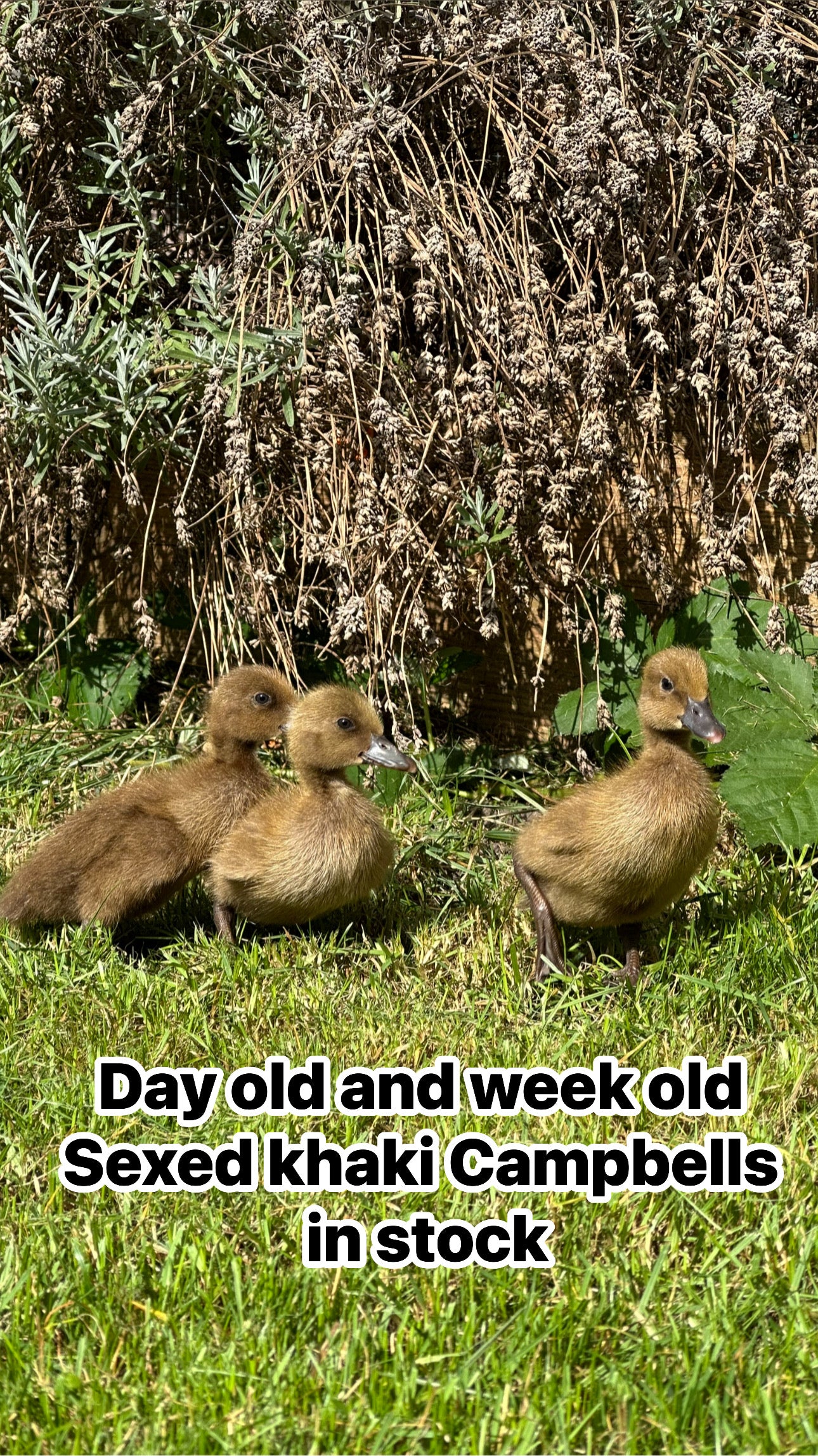 Female Khaki Campbell ducklings