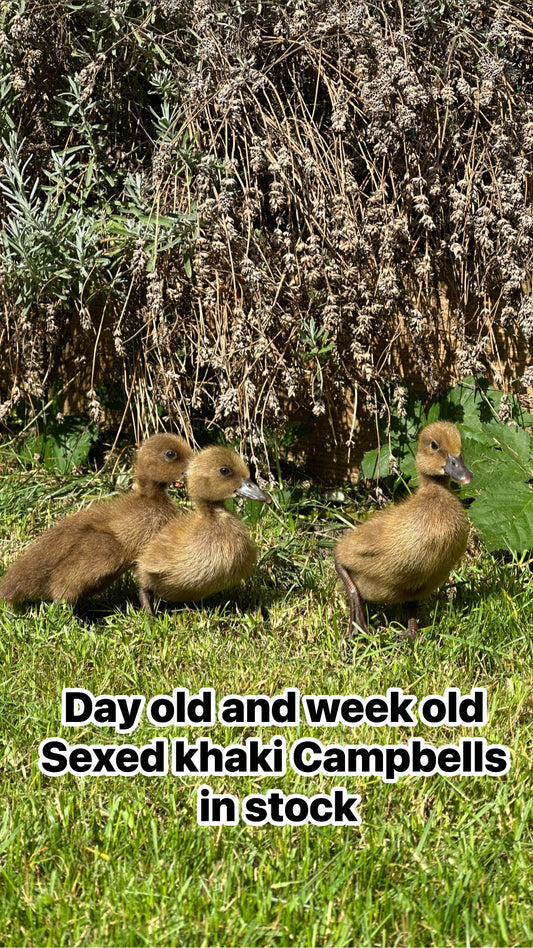 Female Khaki Campbell ducklings