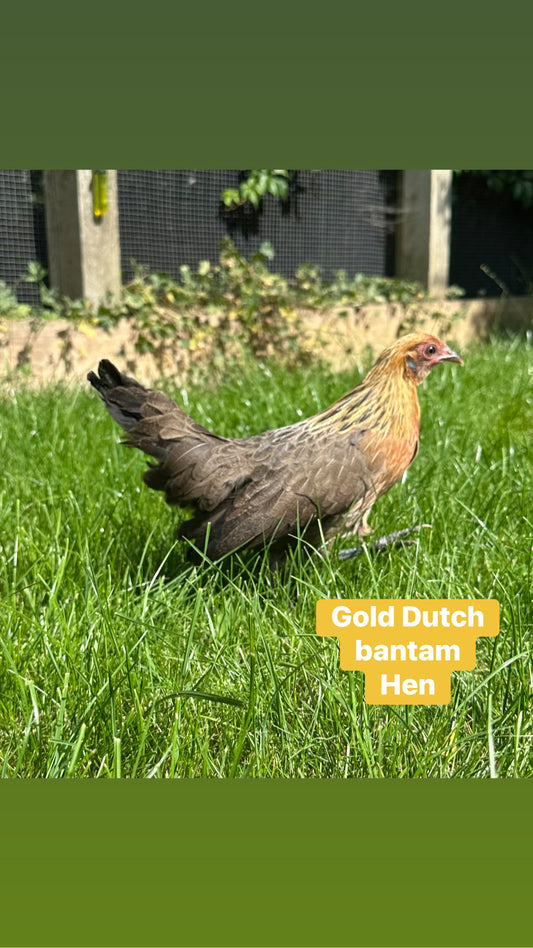 Gold Dutch bantam hen