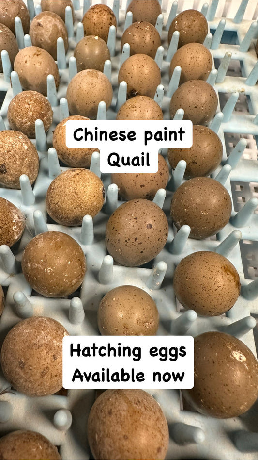 Chinese Painted Quail hatching eggs