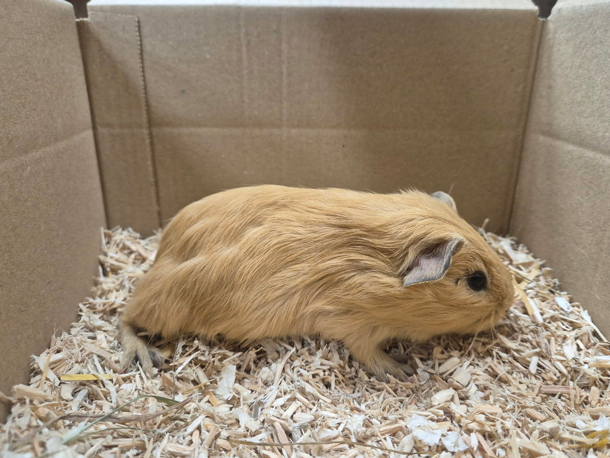 Female Guinea pigs
