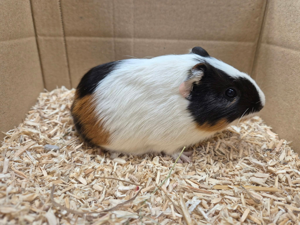 Female Guinea pigs