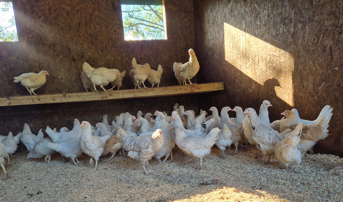 Oliver egger hen