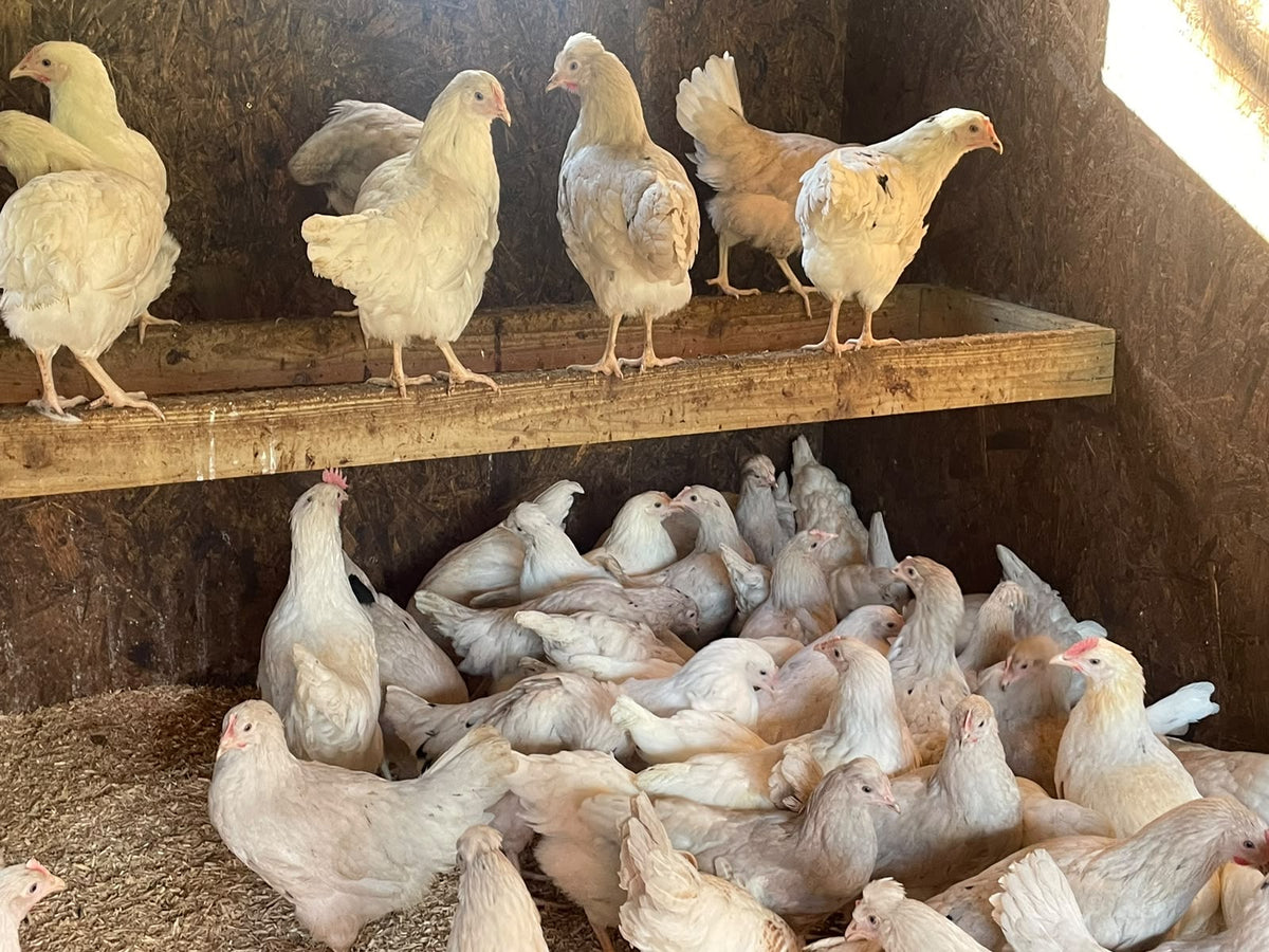 Oliver egger hen