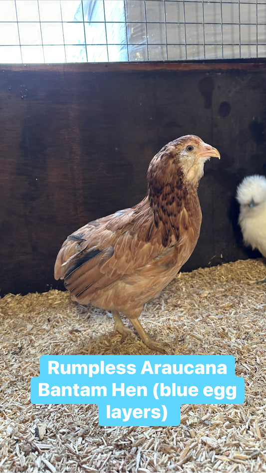 Rumpless Araucana bantam hens