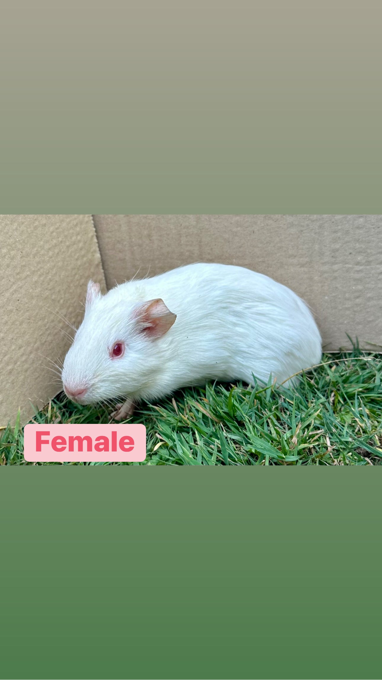 Female Guinea pigs