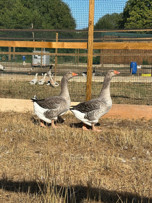 Geese