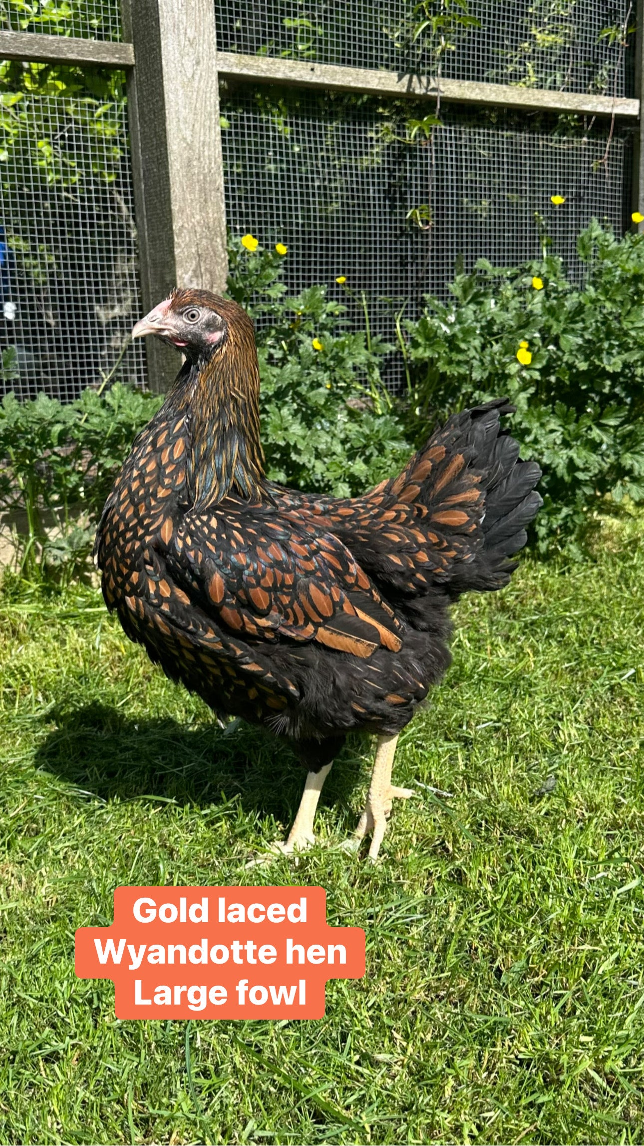Wyandottes hens