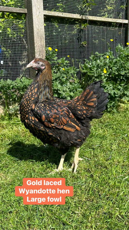 Wyandottes hens