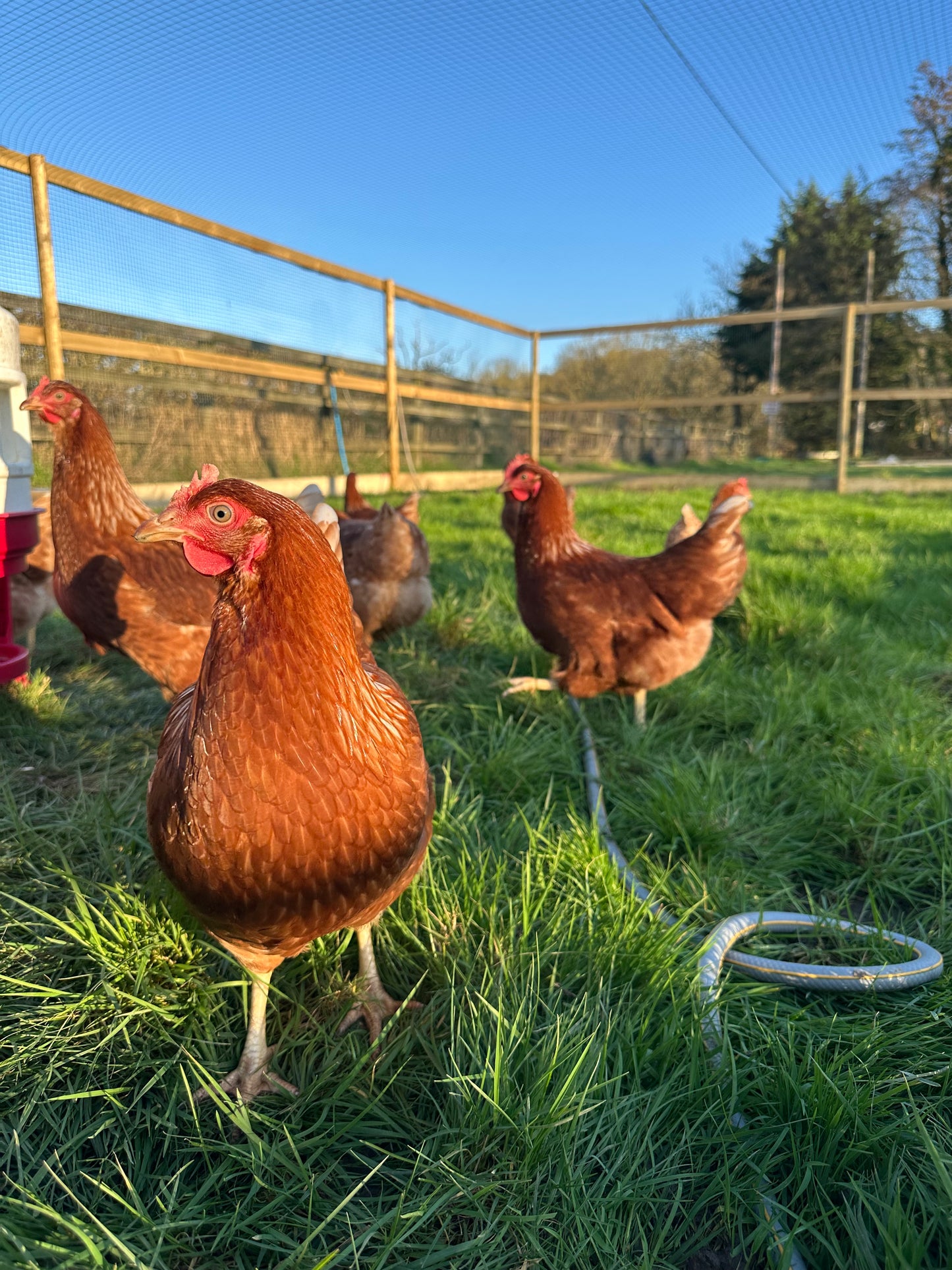 Goldline hens