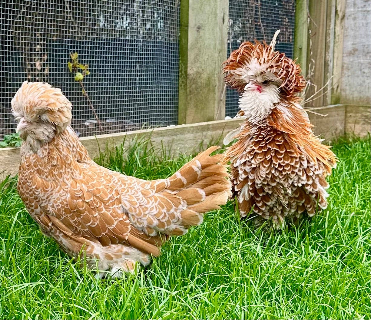 Frizzle chamois polish bantam hatching eggs x 6