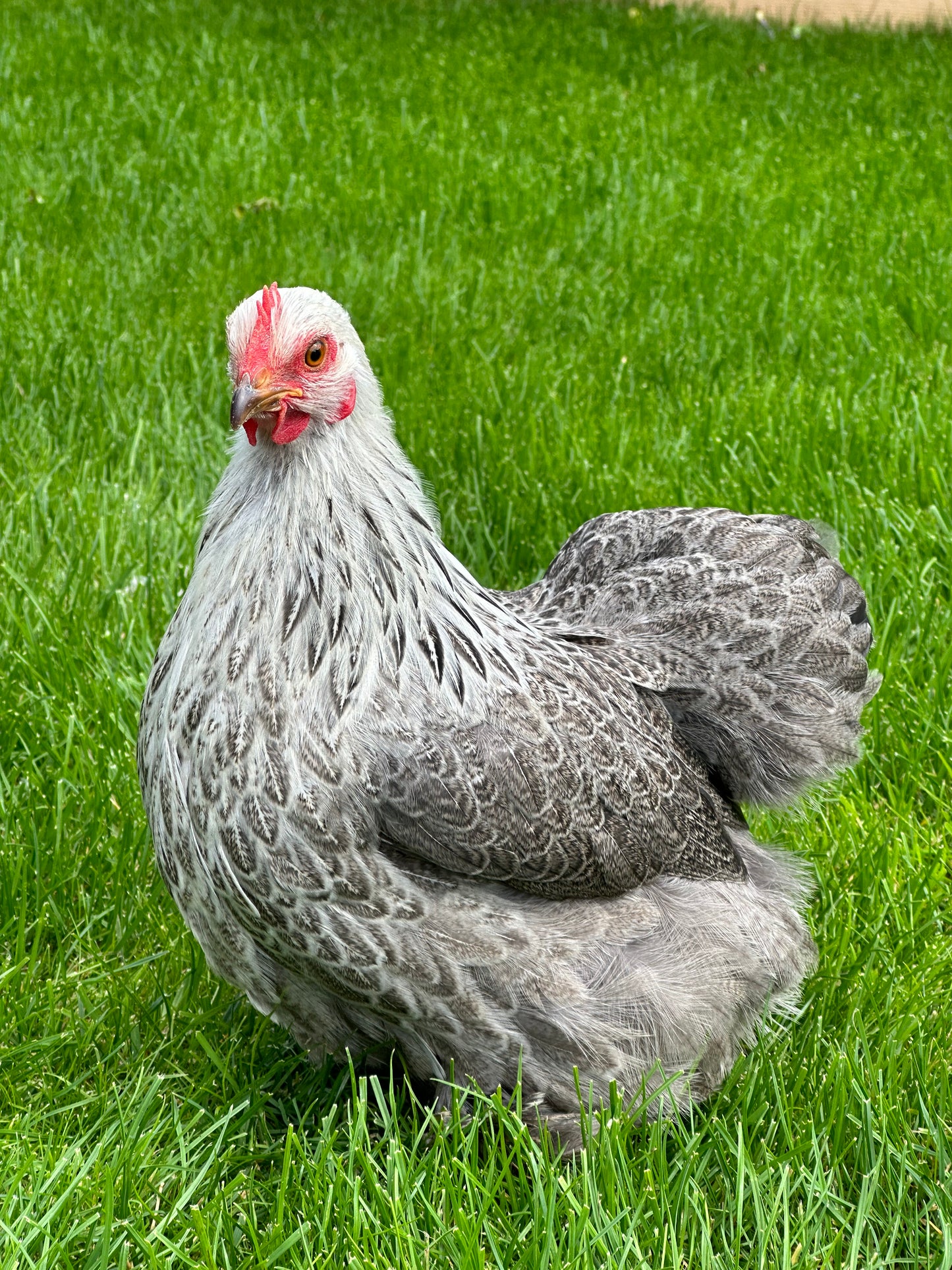 Silver Partridge Pekin bantam hatching eggs