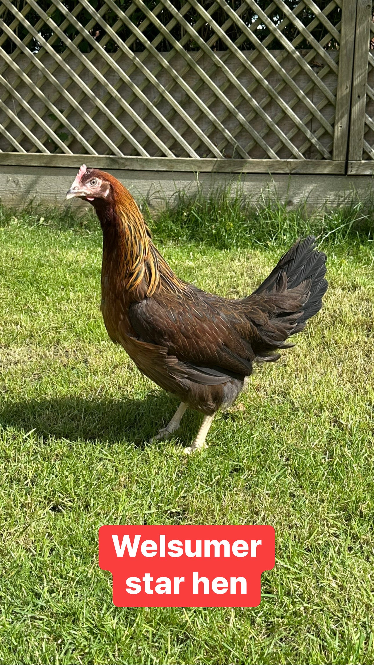 Welsumer star hen