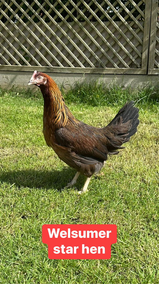 Welsumer star hen