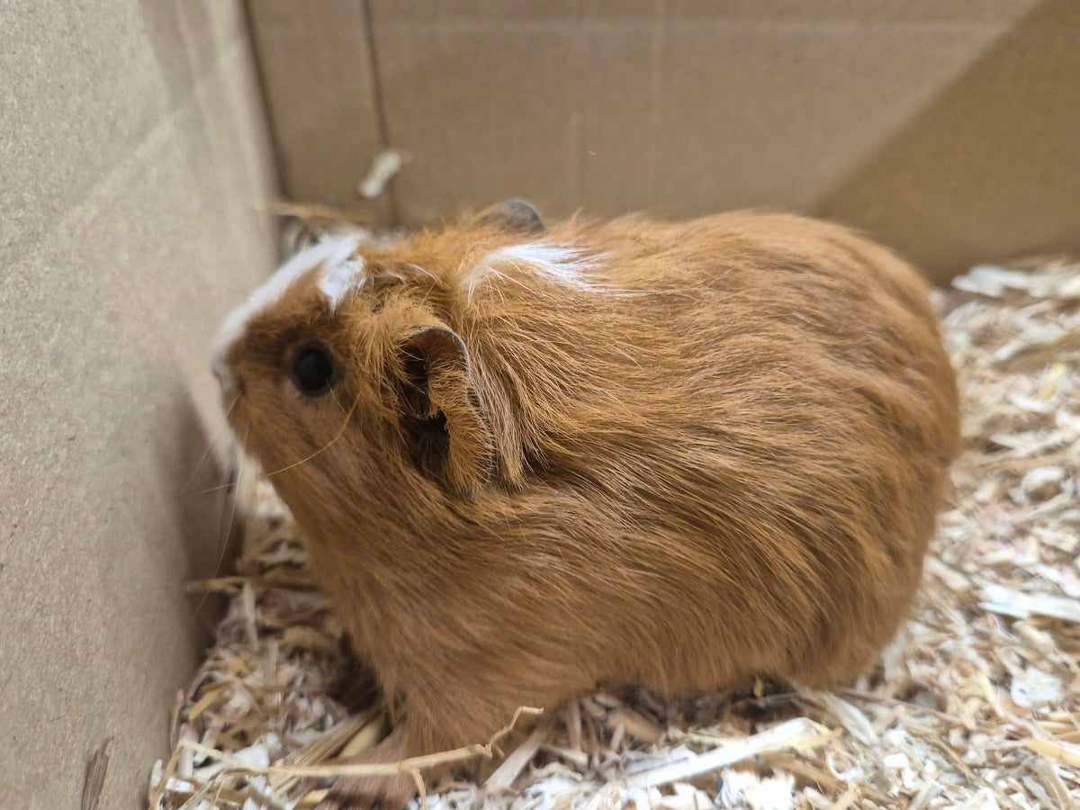 Female Guinea pigs