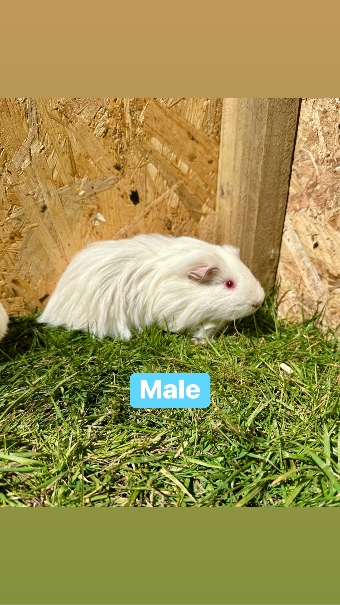 Male guinea pigs