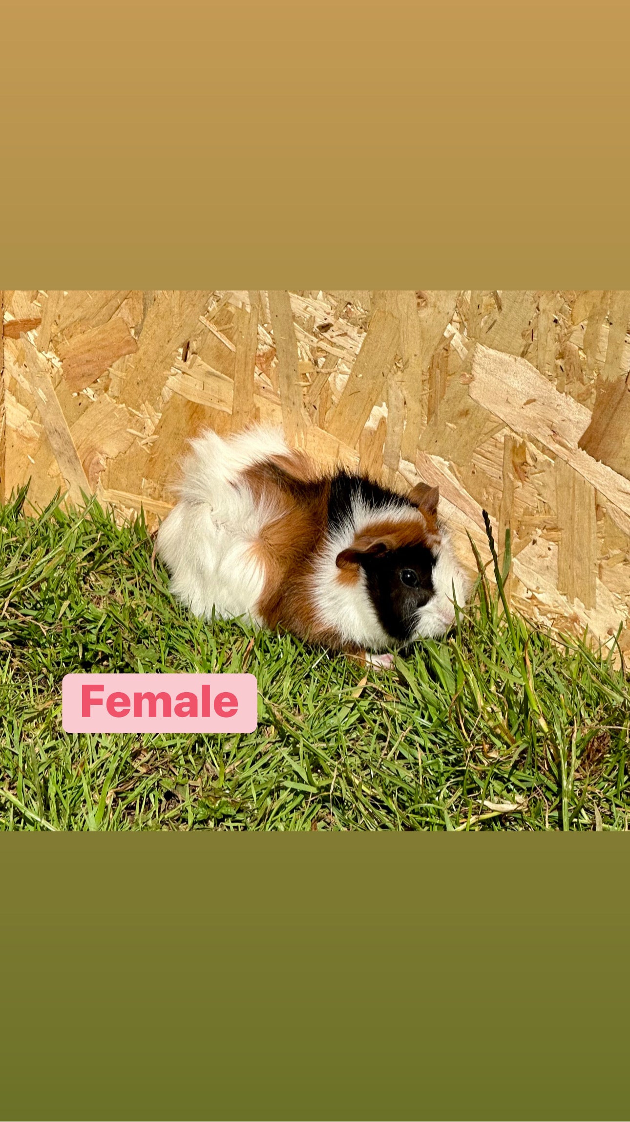 Female Guinea pigs
