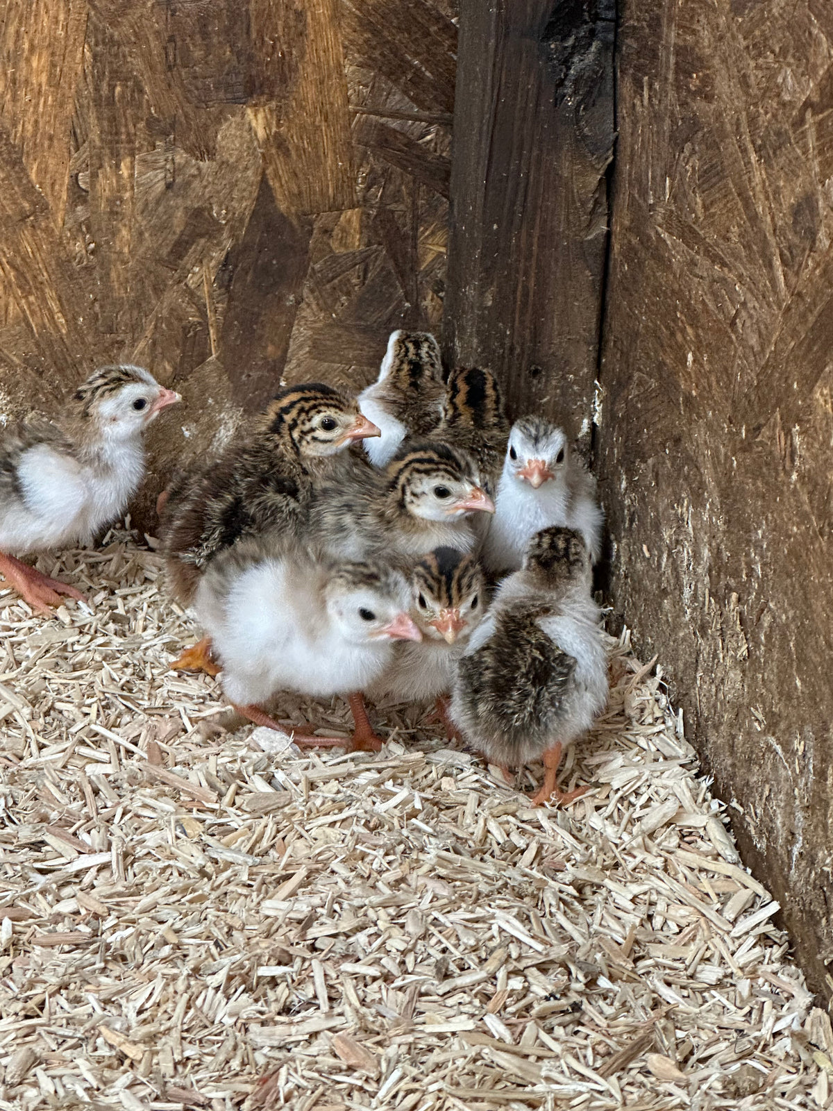 Pied guinea fowl keets