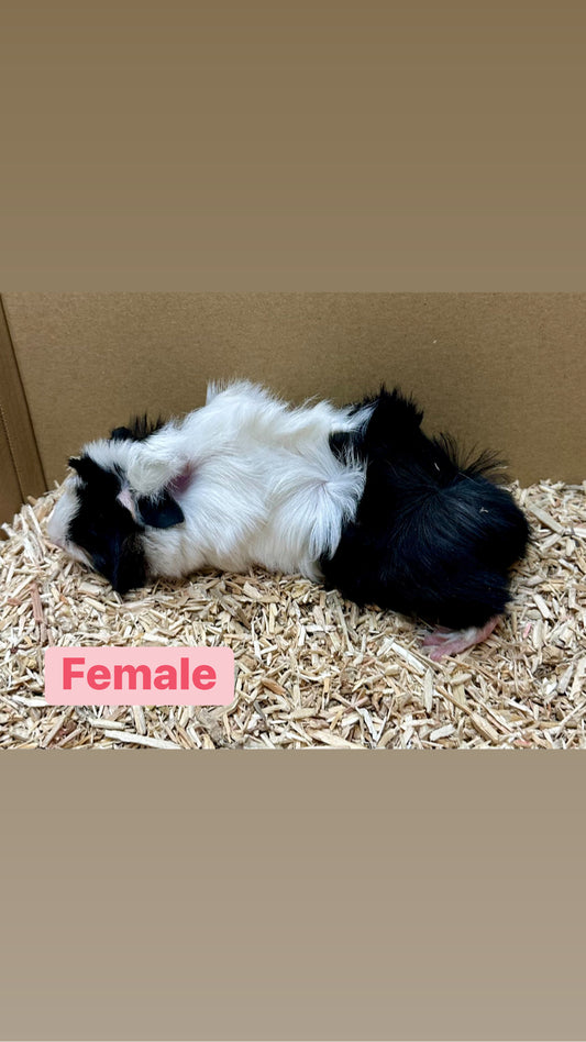 Female Guinea pigs