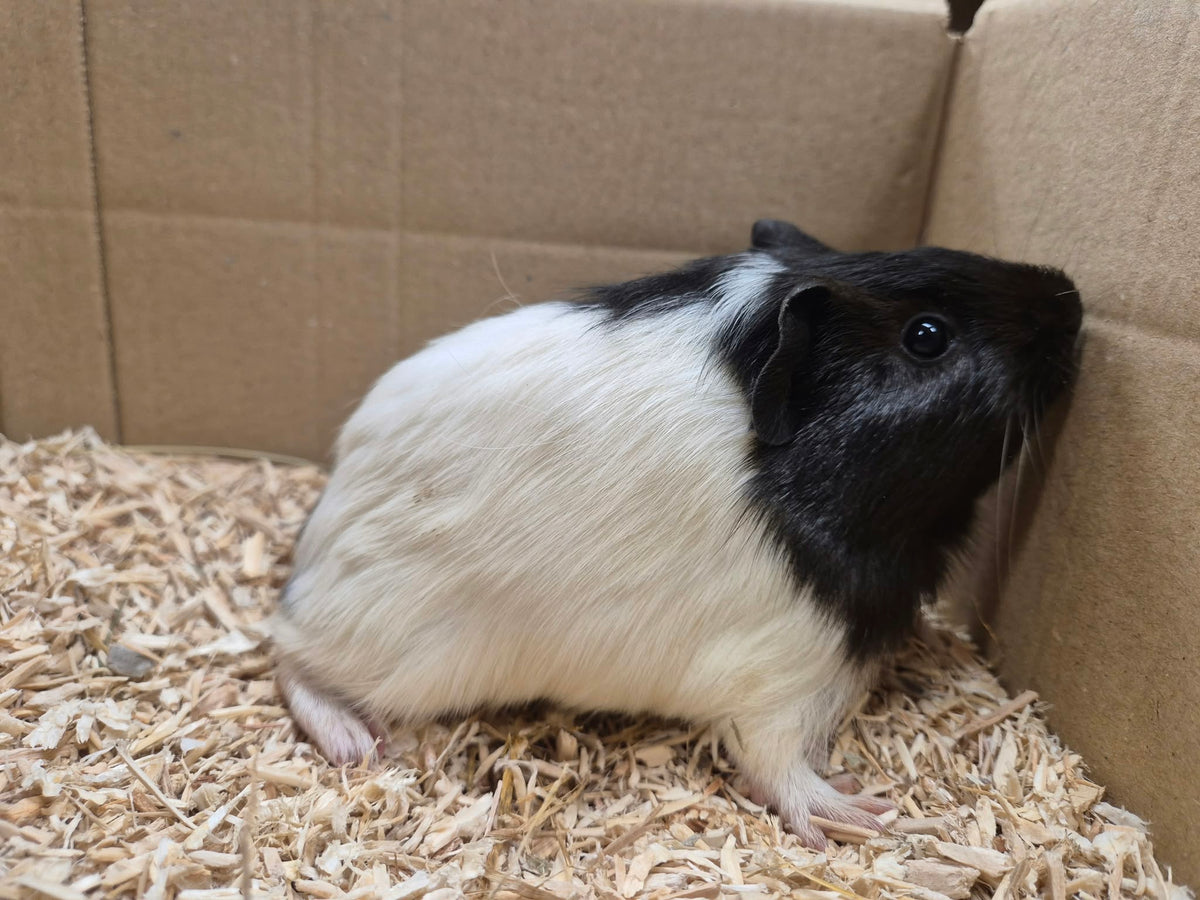 Female Guinea pigs