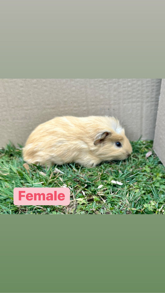 Female Guinea pigs