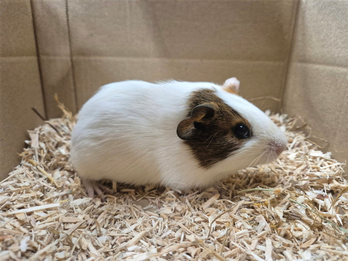 Female Guinea pigs