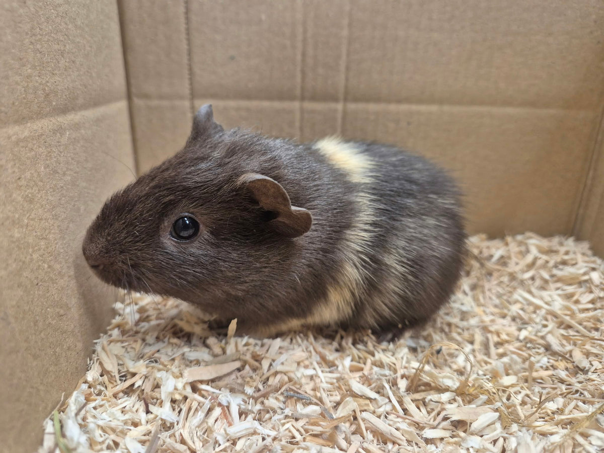 Female Guinea pigs