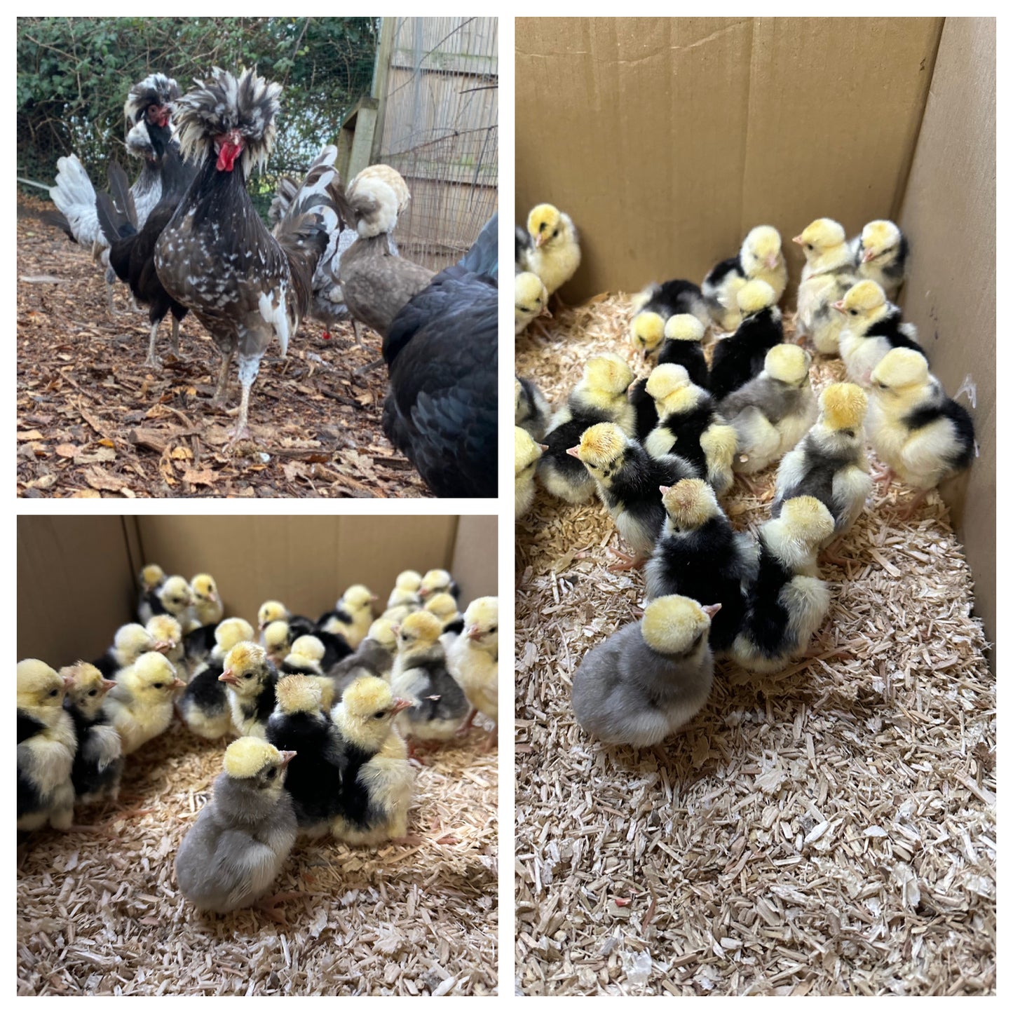 Polish bantam hatching eggs