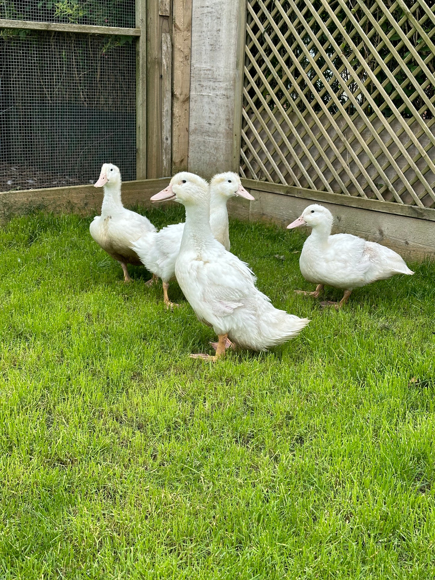 Point of lay Ducks