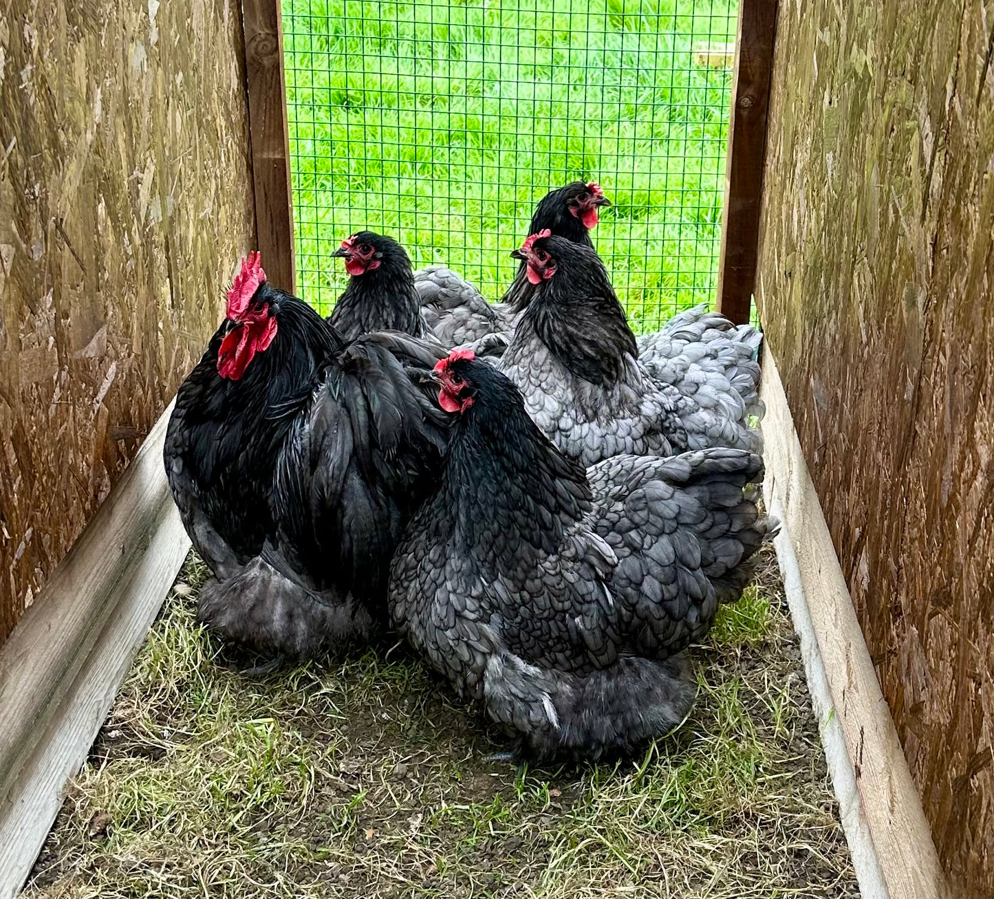 Blue Orpington hatching eggs