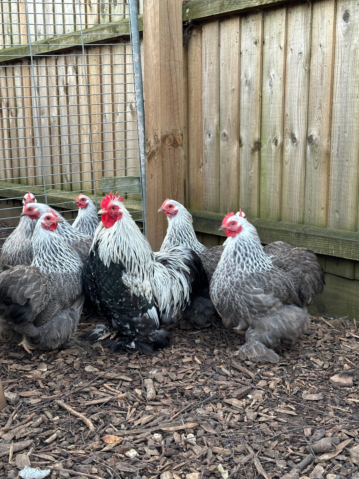 Silver Partridge Pekin bantam hatching eggs