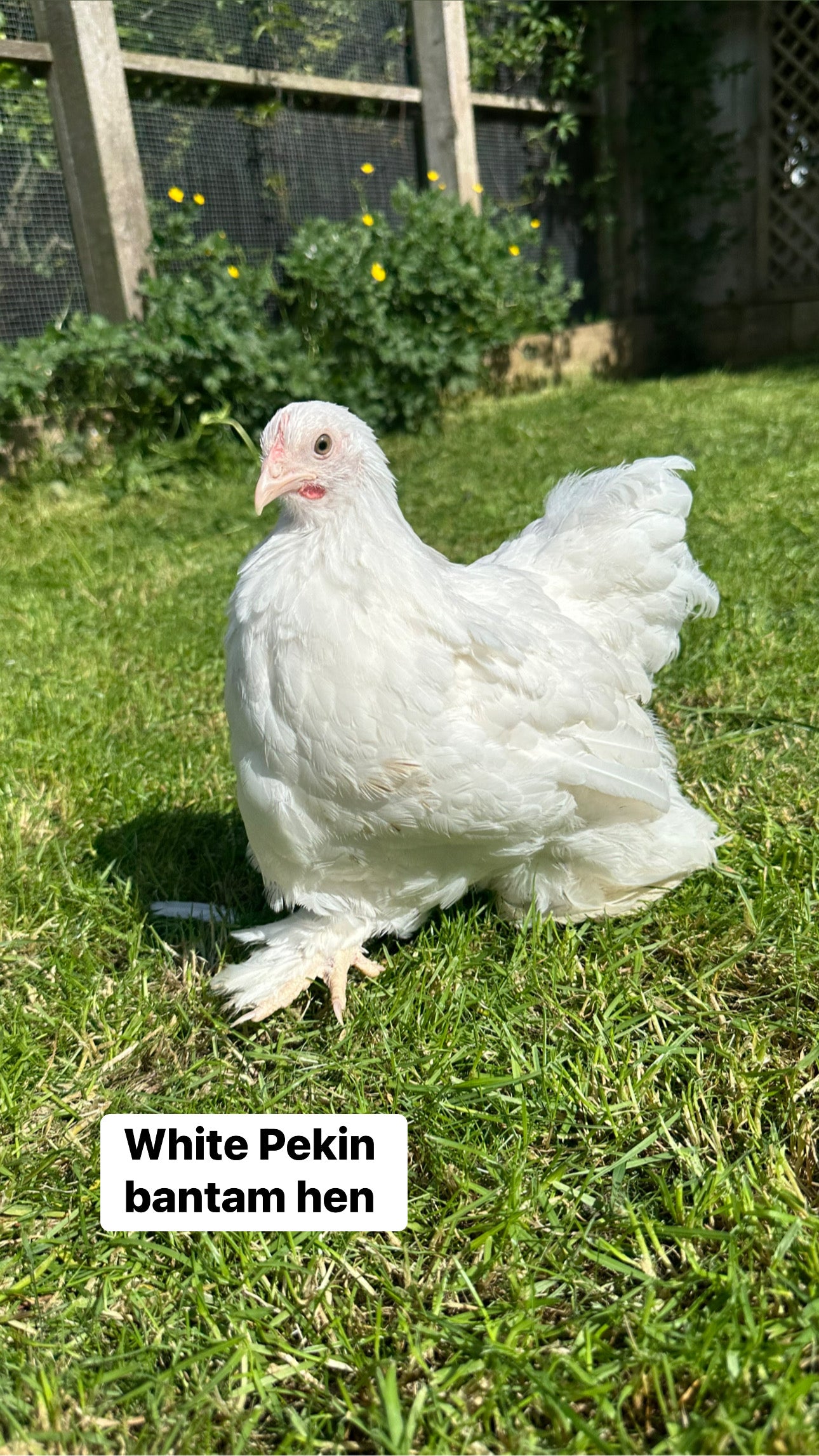 Mixed bantam hatching eggs