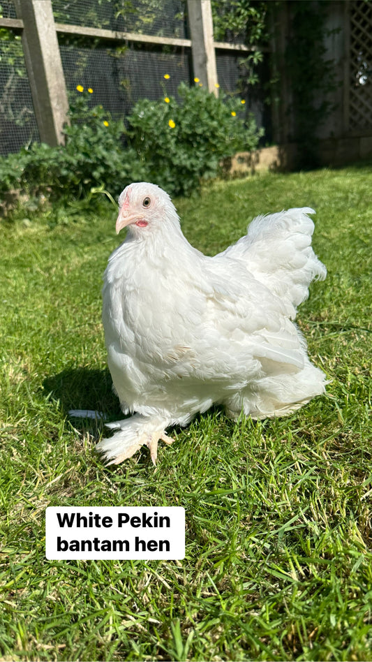 Mixed bantam hatching eggs