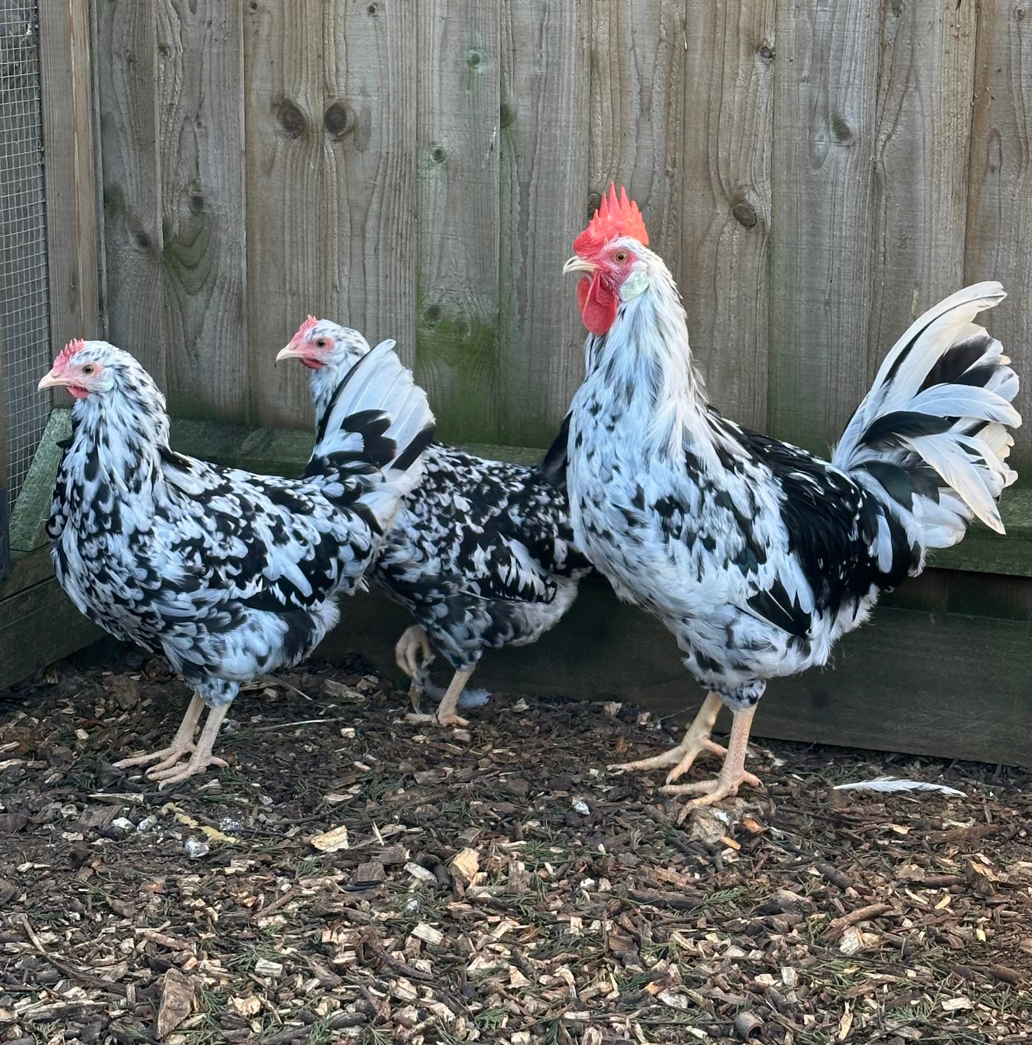 Exchequer Leghorn hatching eggs – The Hatch Shed