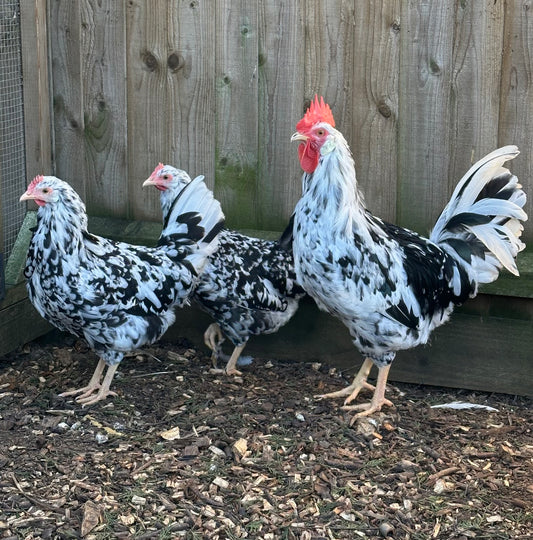 Exchequer Leghorn hatching eggs