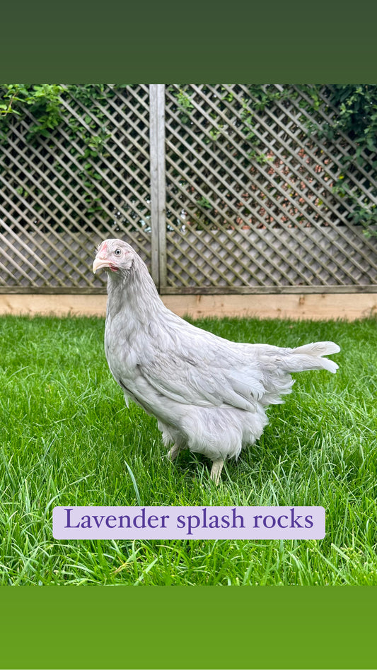 Lavender splash rock hen
