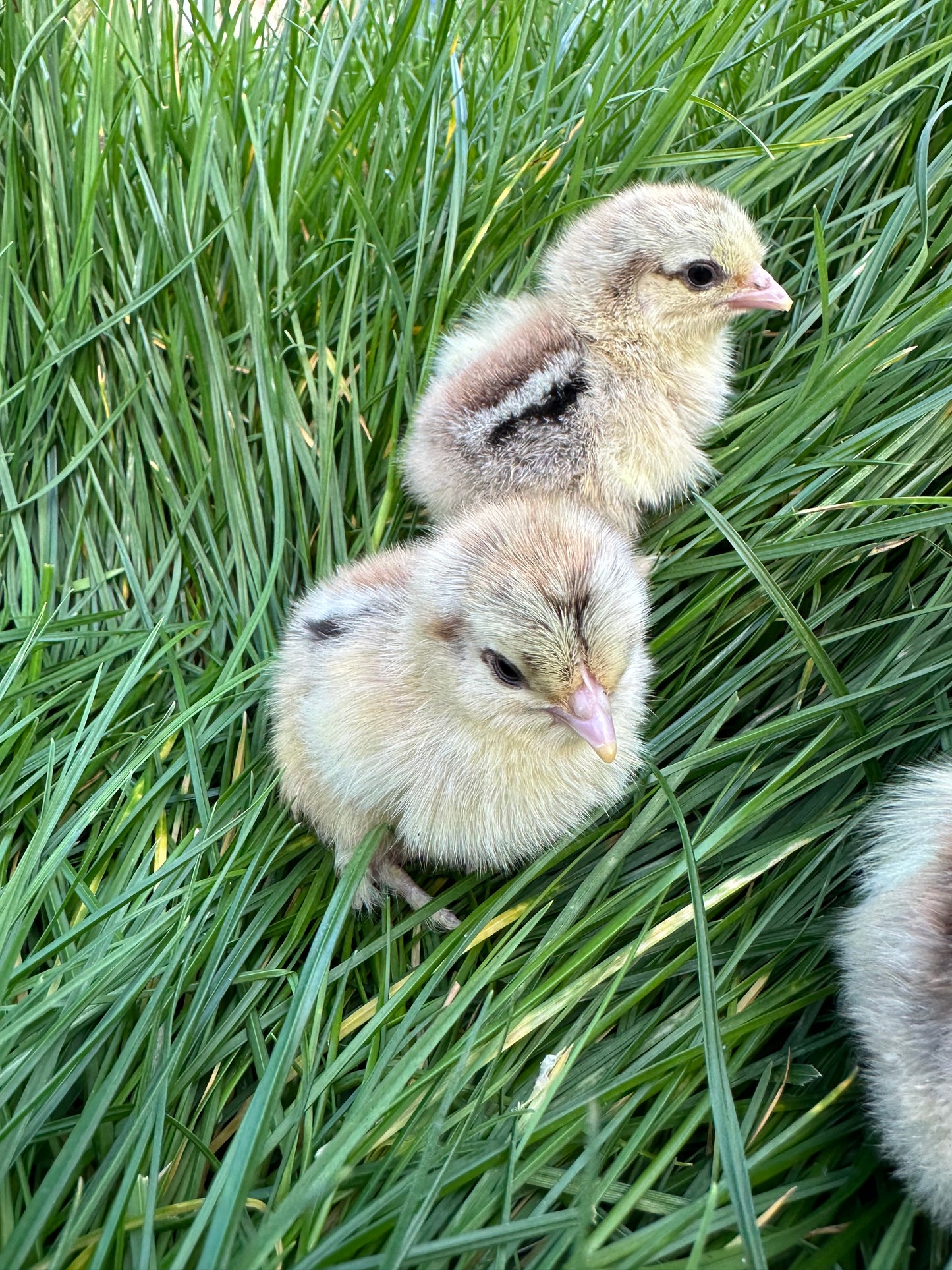 Silver Partridge Pekin bantam hatching eggs