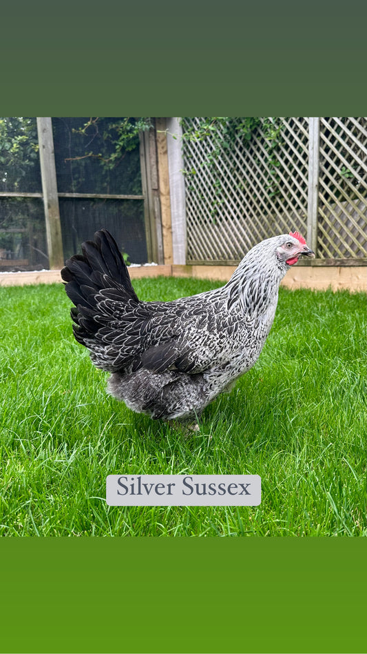 Silver Sussex hen