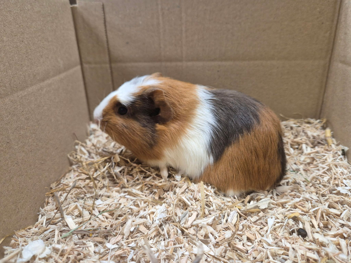 Female Guinea pigs