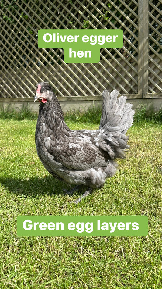 Oliver egger hen