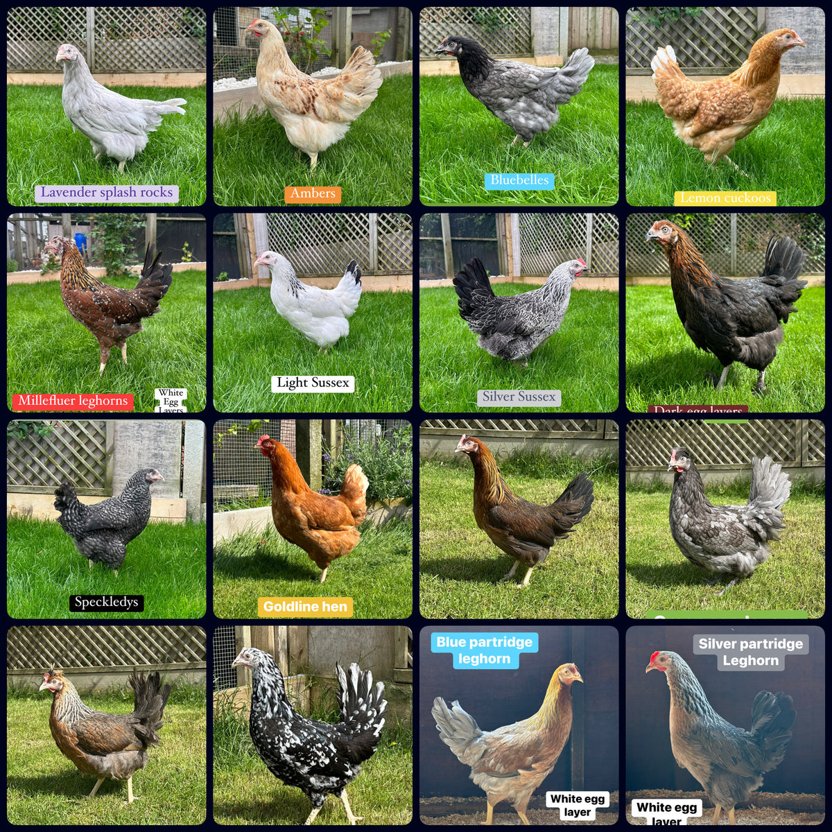 Tutti frutti/Rainbow hybrid hatching eggs
