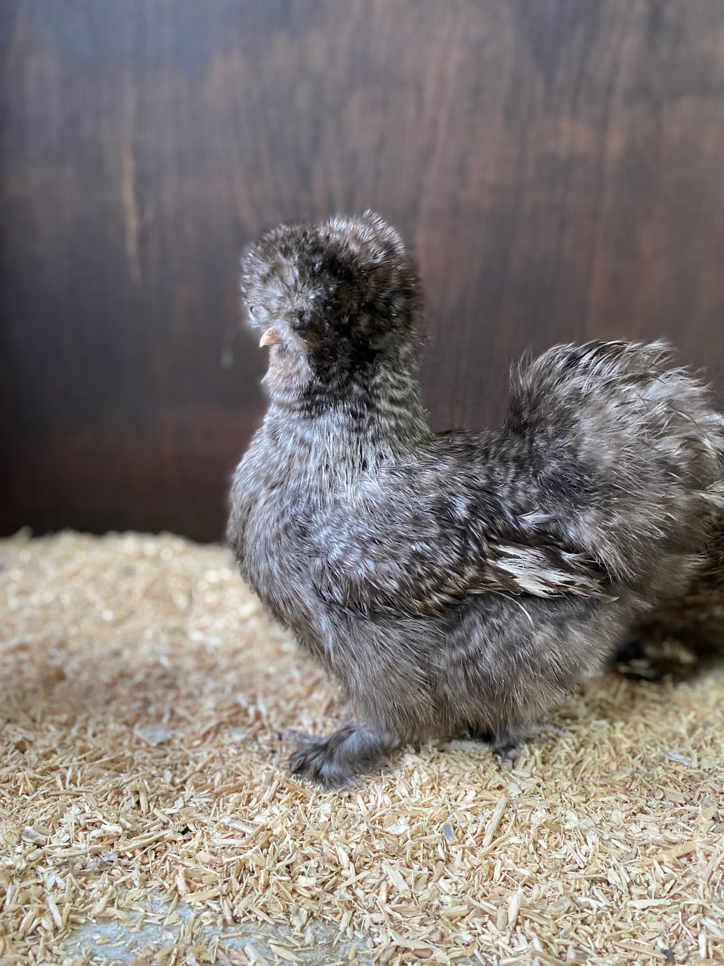 6 x USA silkie bantams hatching eggs