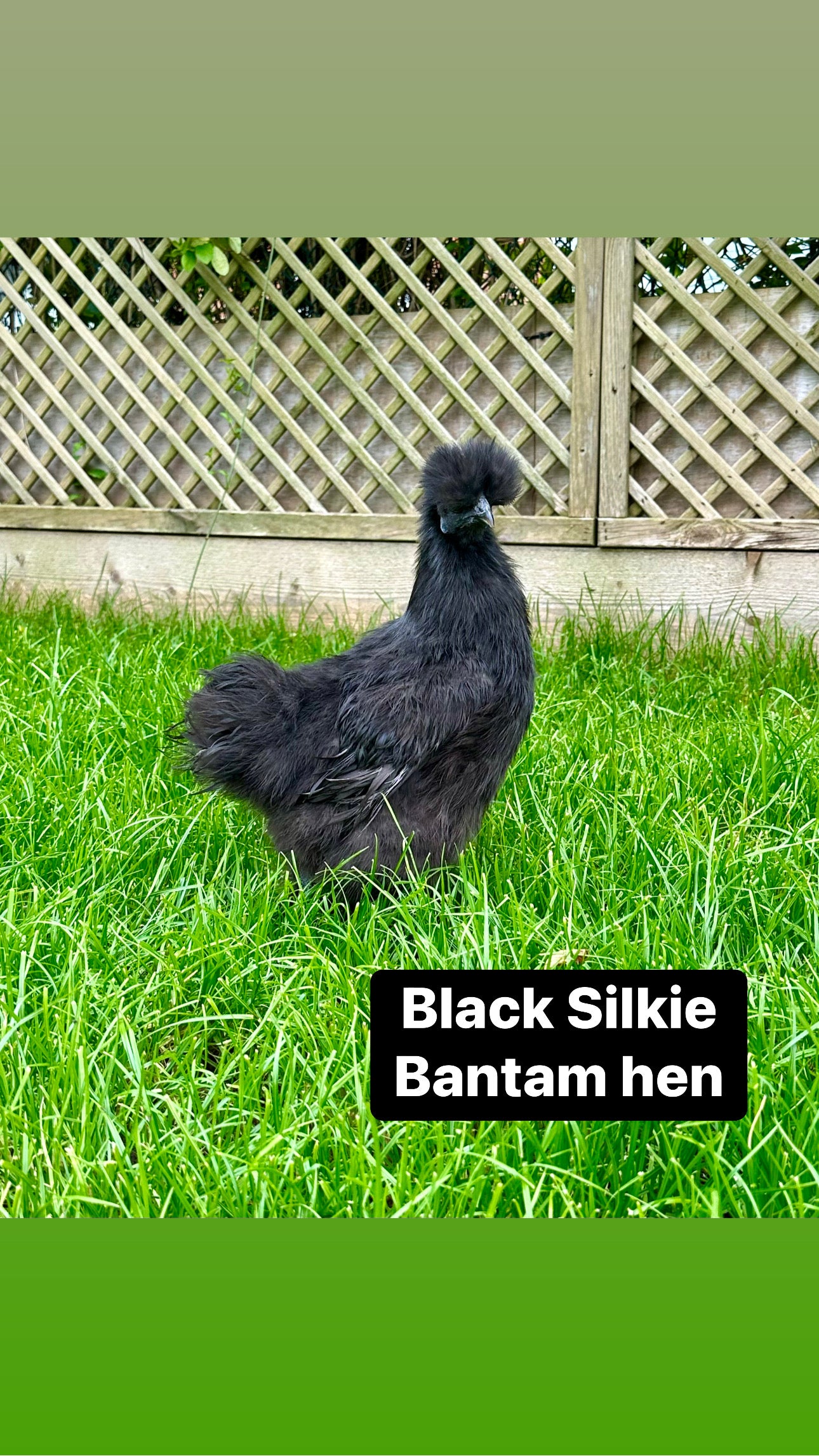 Silkie bantam hens